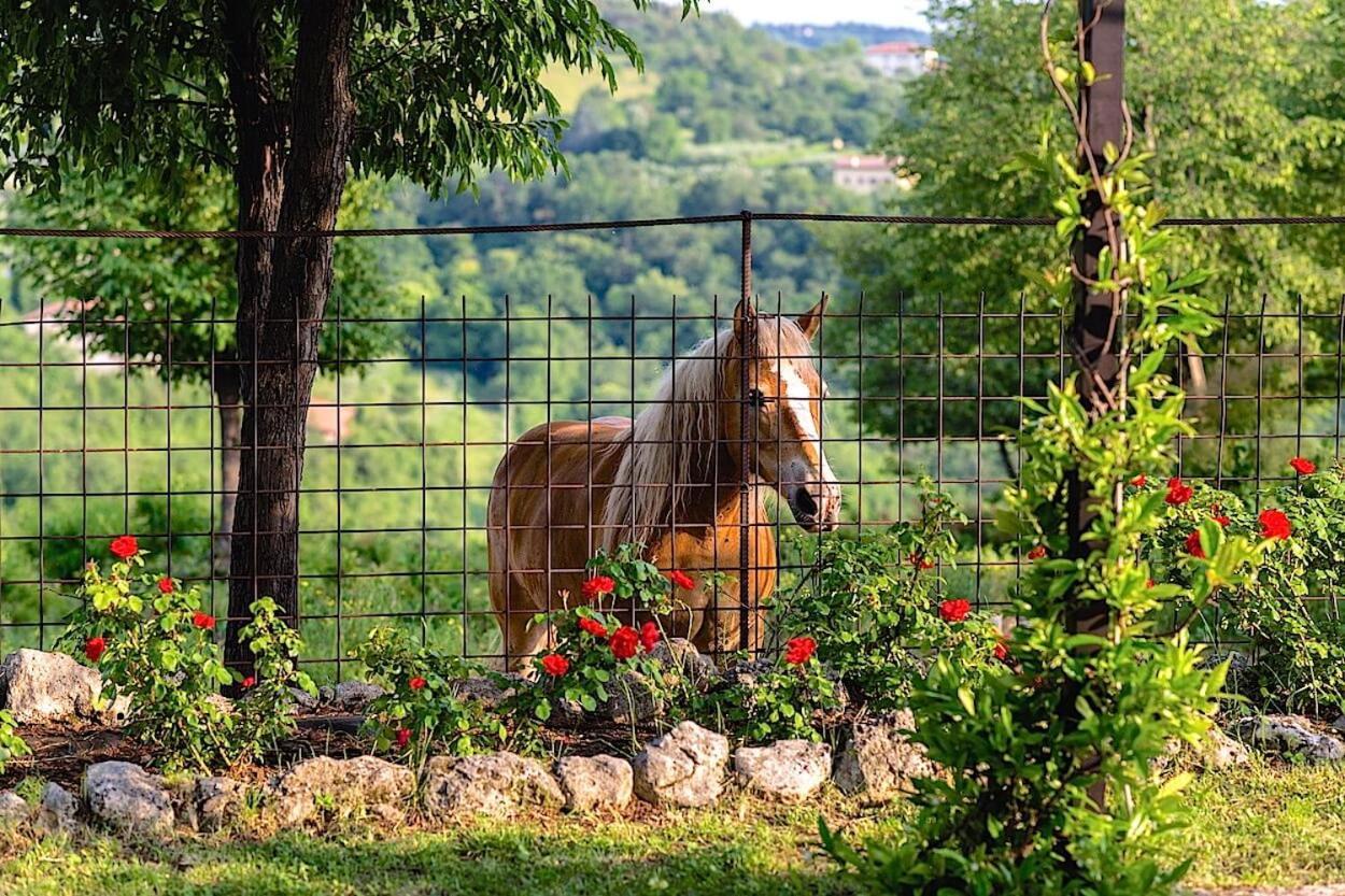 Agriturismo Il Porcellino Quinto di Valpantena ภายนอก รูปภาพ